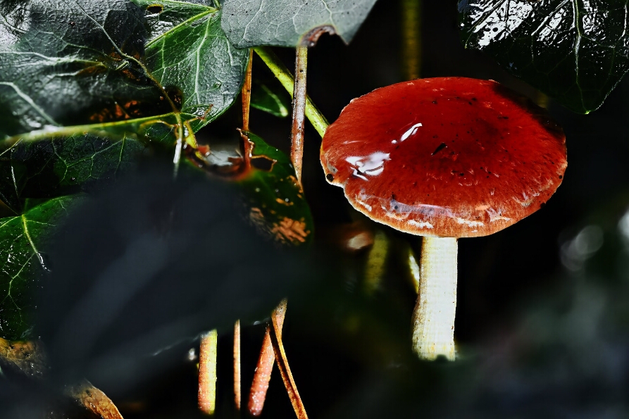 2025-10-31 00-33-47 (B,R8,S4)_NEO_web