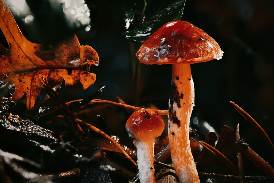 2025-10-31 00-37-27 (B,R8,S4)_NEO_web