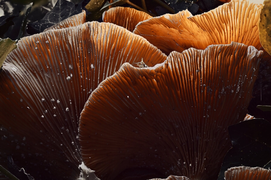 2025-10-31 00-40-07 (B,R8,S4)_NEO_web