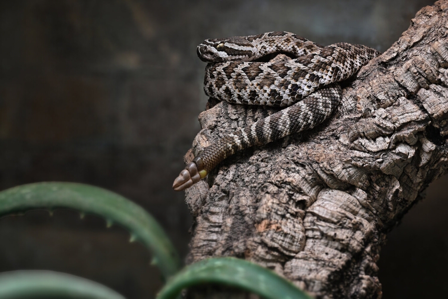 2025-10-22 17-51-54 (B,R8,S4)_NEO_web