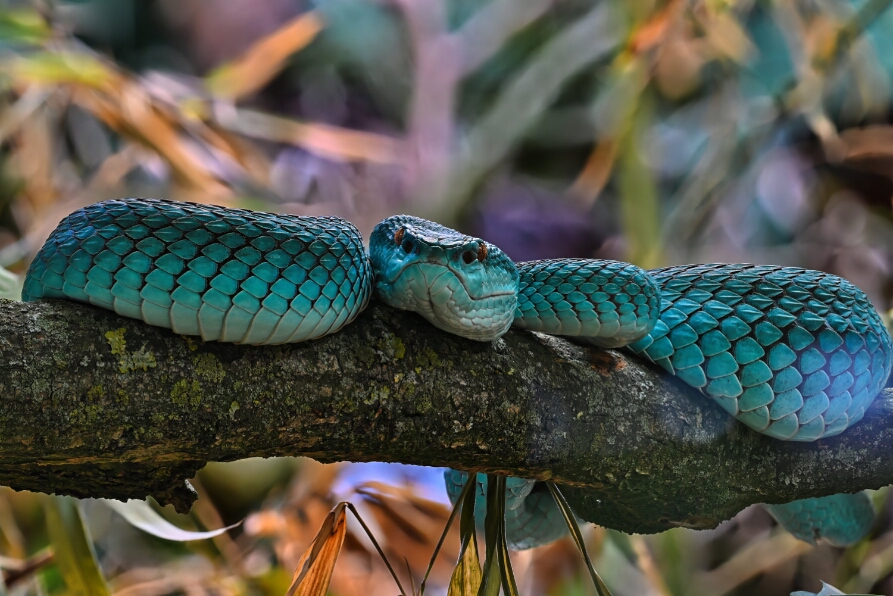 2025-10-22 17-58-51 (B,R8,S4)_NEO_web