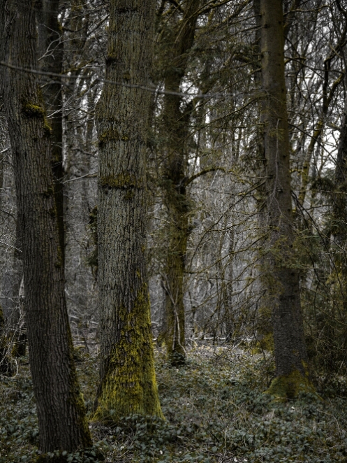 DSC_0641_NEO_web