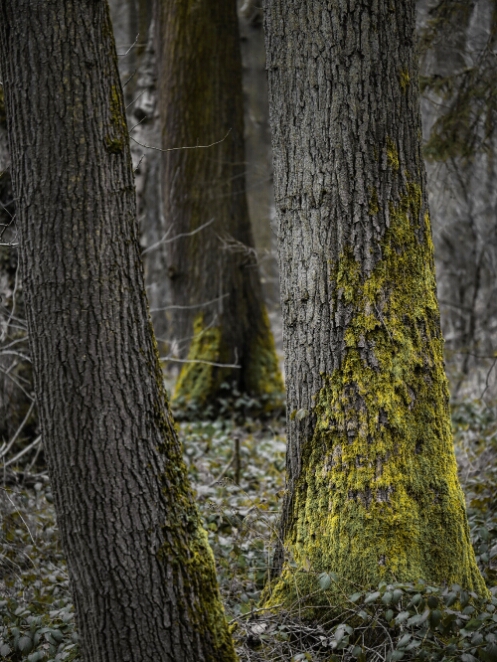 DSC_0647_NEO_web