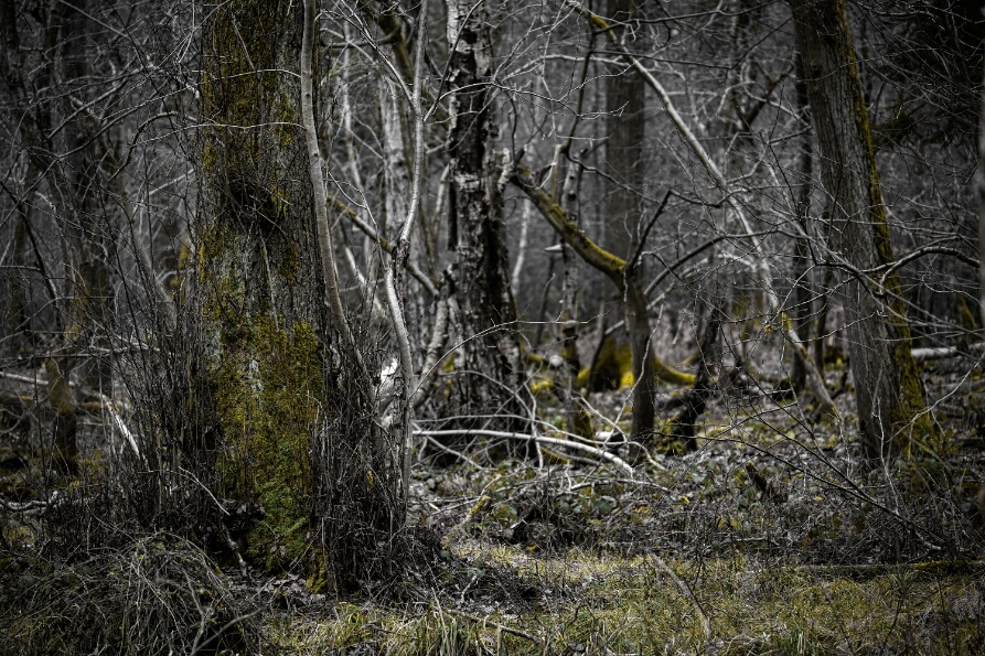 DSC_0655_NEO_web