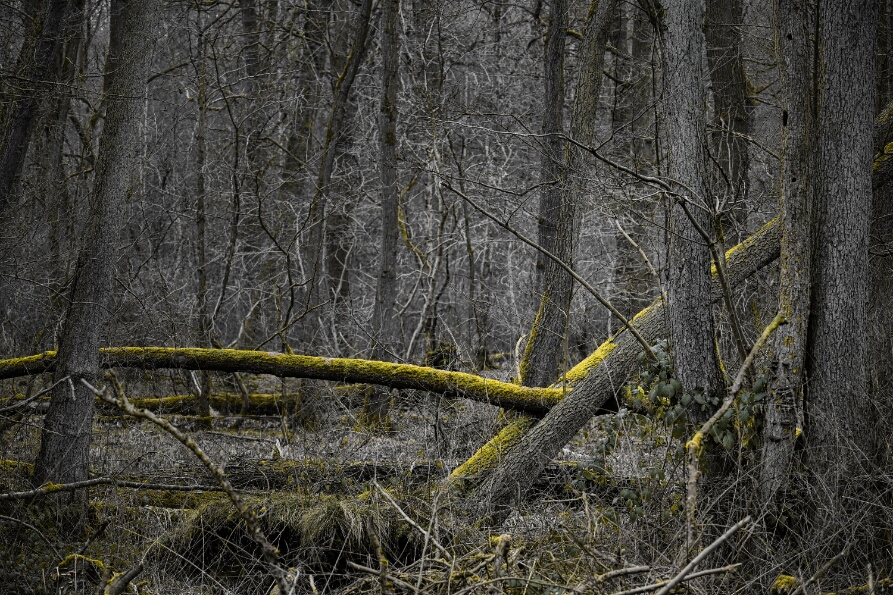 DSC_0662_NEO_web