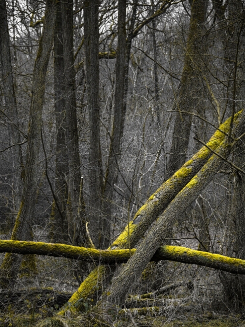 DSC_0663_NEO_web