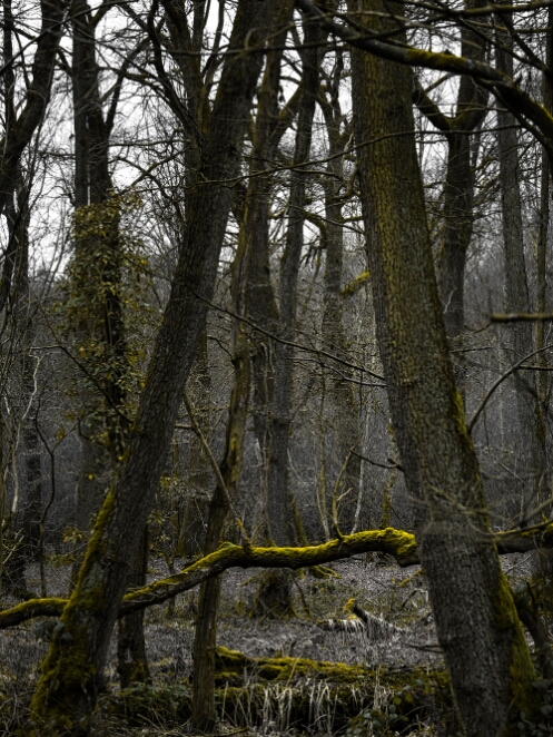 DSC_0666_NEO_web
