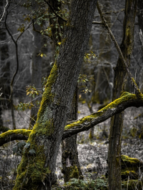 DSC_0667_NEO_web