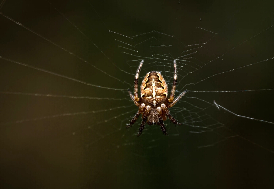 DSC_1819_NEO_web