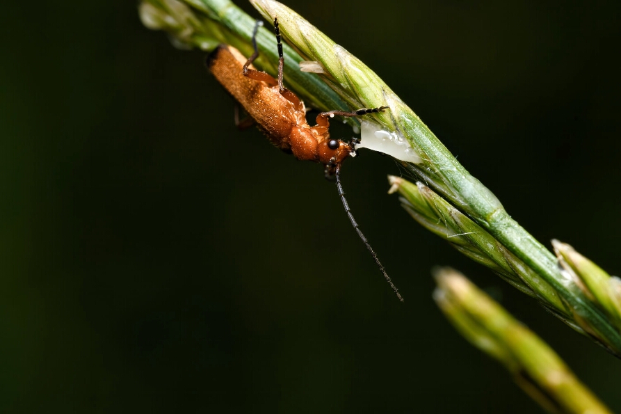 DSC_1855_NEO_web