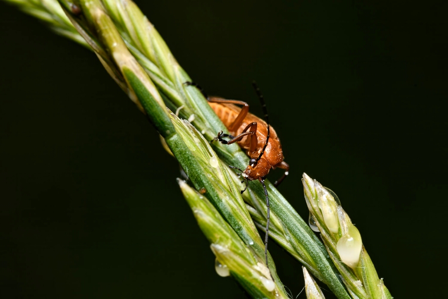 DSC_1857_NEO_web