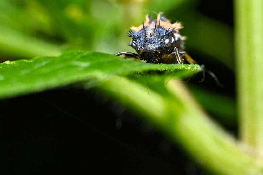 DSC_1943_NEO_web