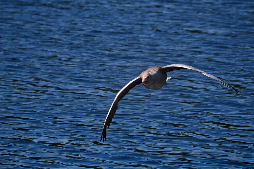 DSC_3798_NEO_web