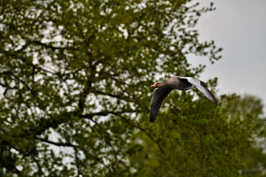 DSC_0813_NEO_web