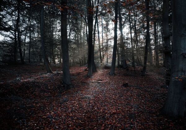 ON TOUR - Obermaubach ON TOUR - Obermaubach Tages-Tour nach Obermaubach vom 20.10.2024