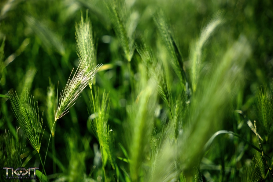 DSC_2857_web