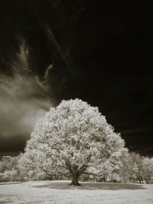 IRD_8448_NEO_web